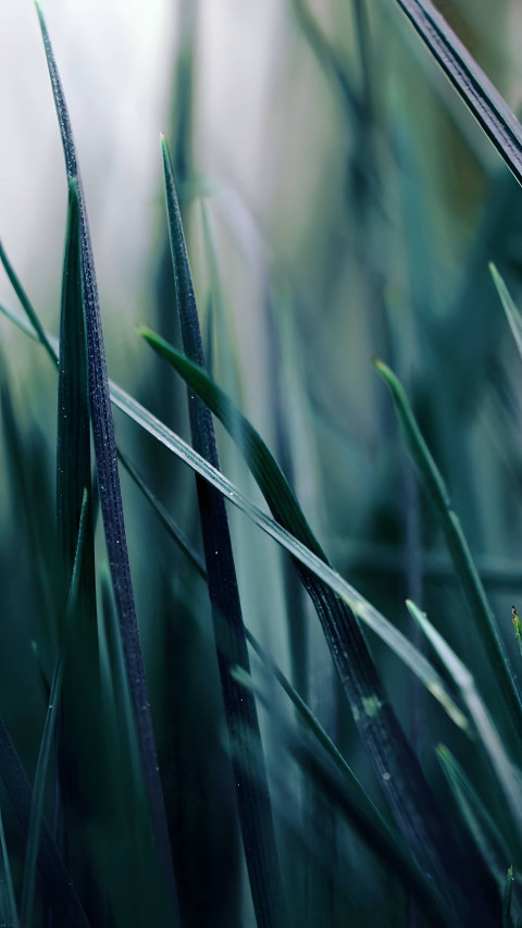 Close Up of Fresh Grass Texture Mobile Background