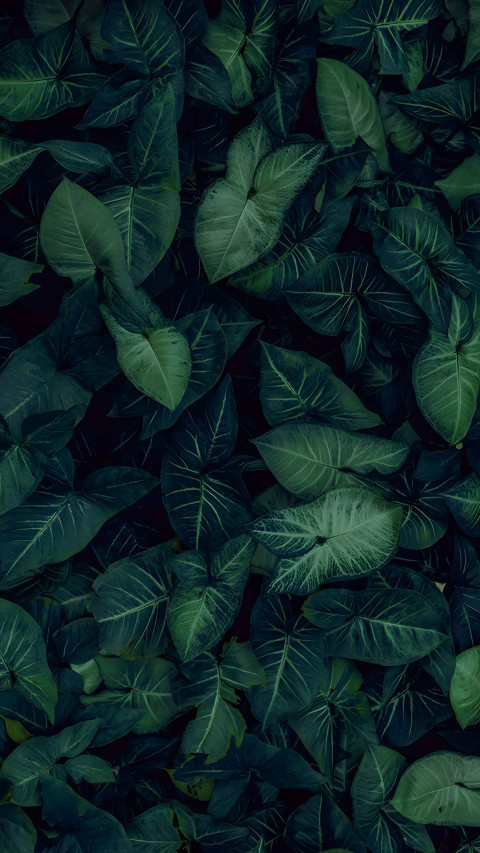 Refreshing Botanical Garden Mobile Image in 4K