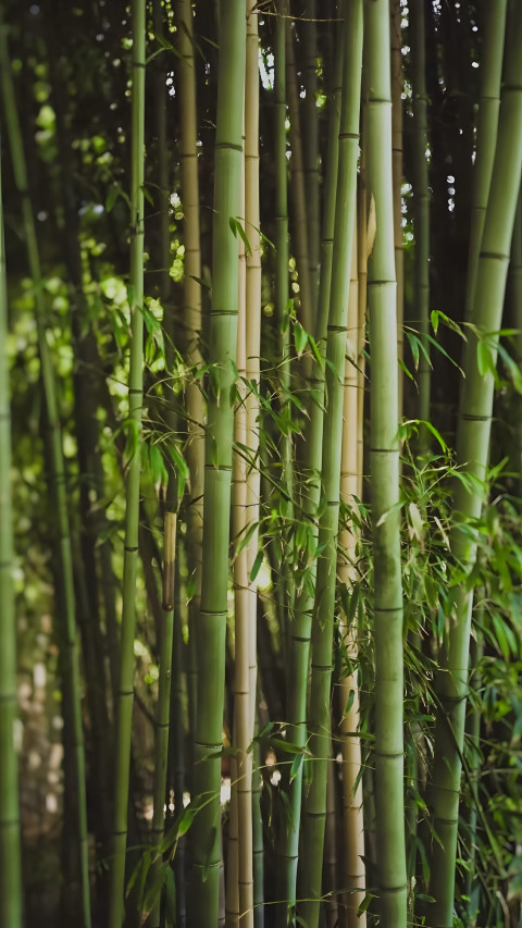 Bamboo Canopy Phone Background 4K