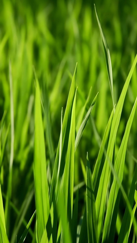 Lush Green Grass Mobile Background