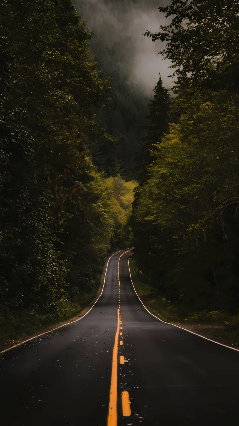 4K Forest Walkway Through the Trees