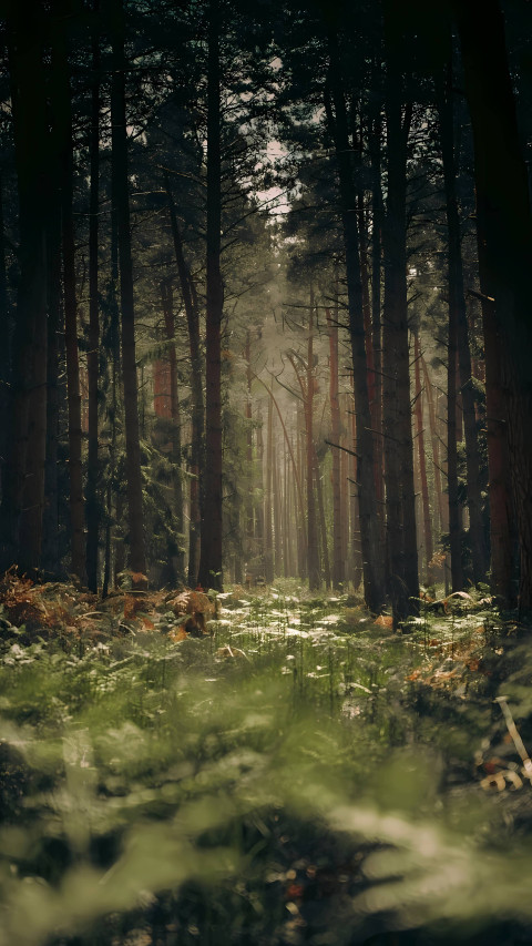 Enchanted Forest Mobile Background