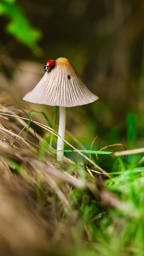 Vibrant Mushroom Phone Image to Match Your Style HD