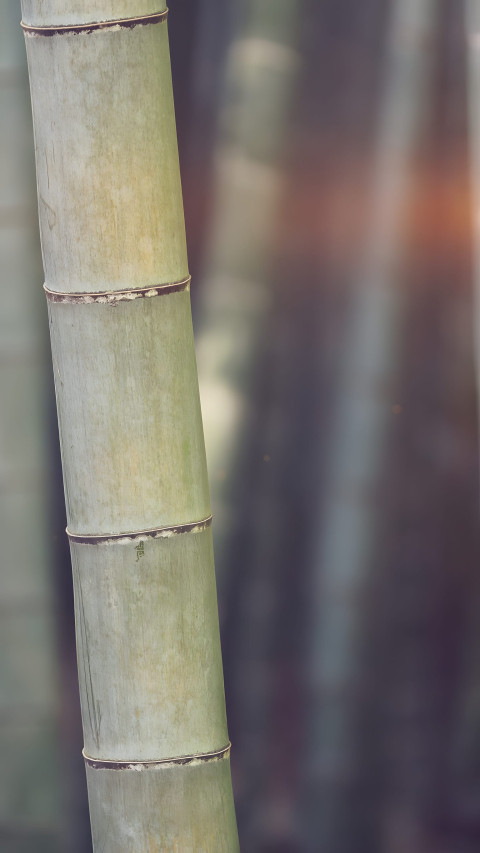 4K Close up Bamboo Stalks Mobile Image