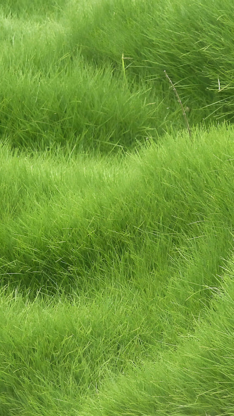 4K Beautiful Grass Image for Phone Screens