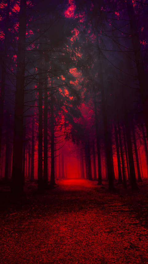 4K Dreamy Forest Wallpaper for Mobile
