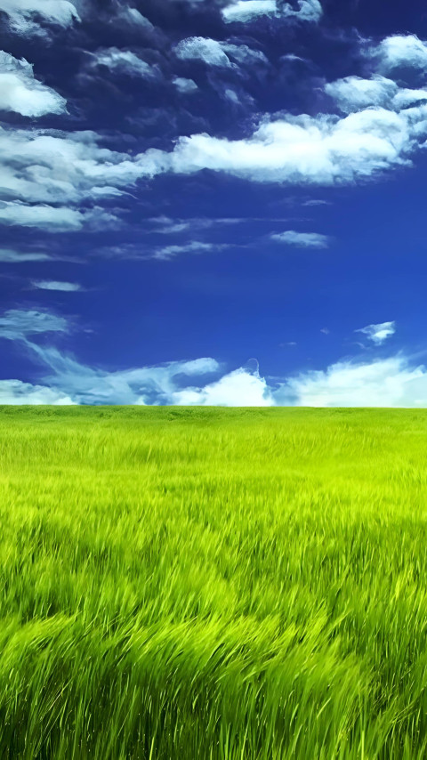 Stunning Grass Mobile Wallpaper Collection