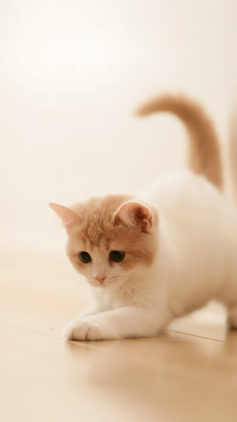 Playful Cats on the Floor Wallpaper