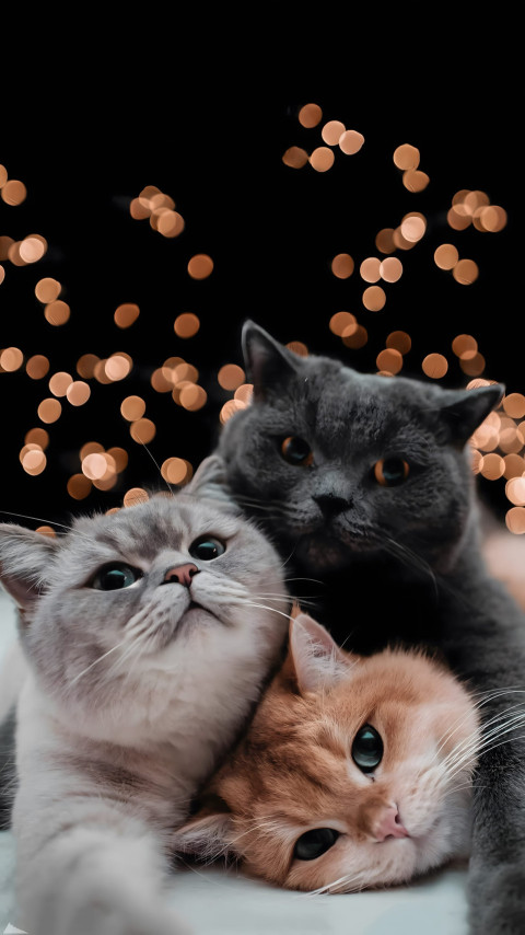 Majestic Cats in 4K Background