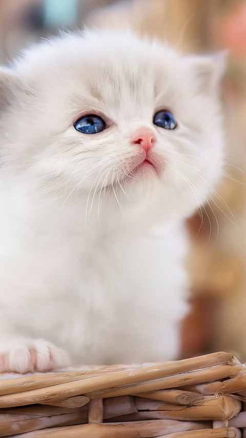 Sweet Kitten Photo for Mobile Wallpaper