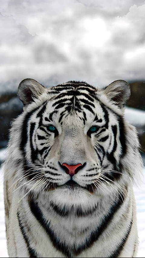 White Tiger on Snowy Ground Wallpaper