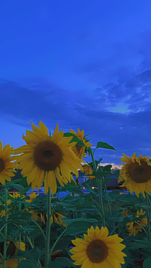 Indie Sun Flower 4K Wallpaper For Phone