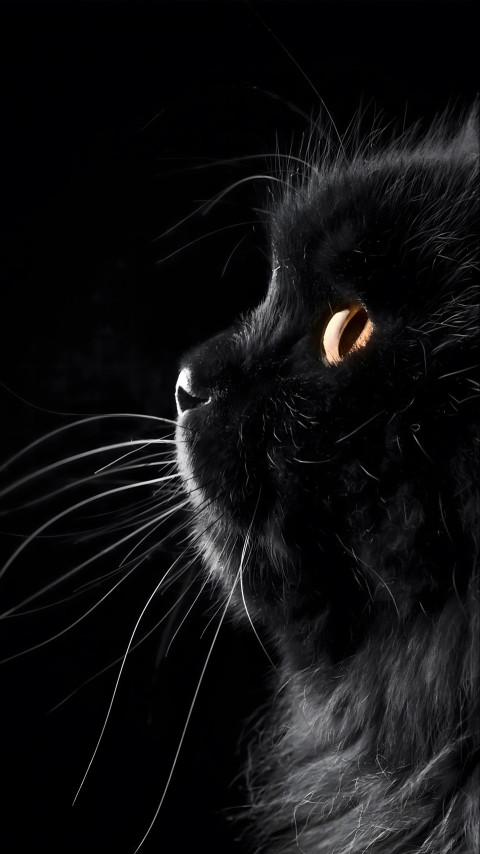 Elegant Black Cat in 4K Wallpaper For Mobile