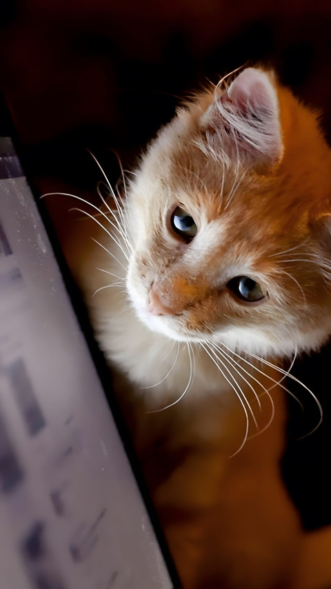 Cute Kitten Picture for Free Download