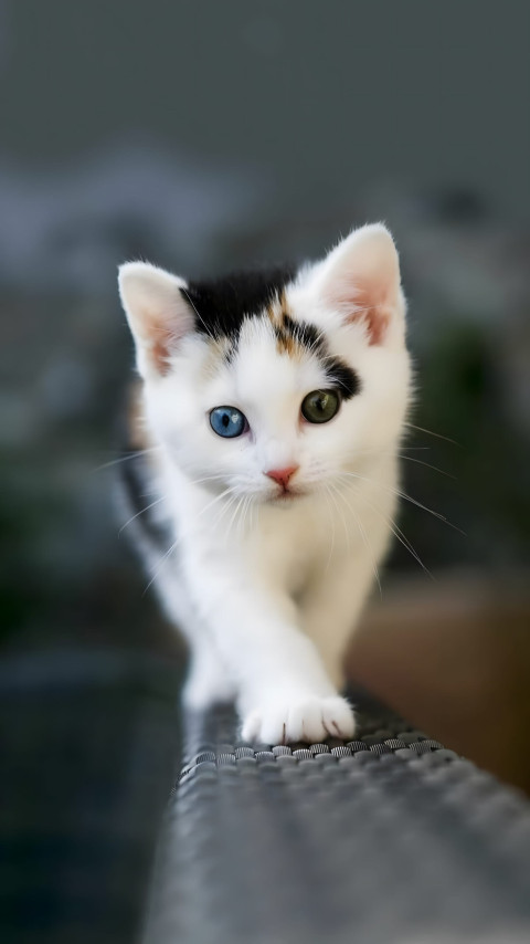 Graceful Kitten Image in 4K Quality