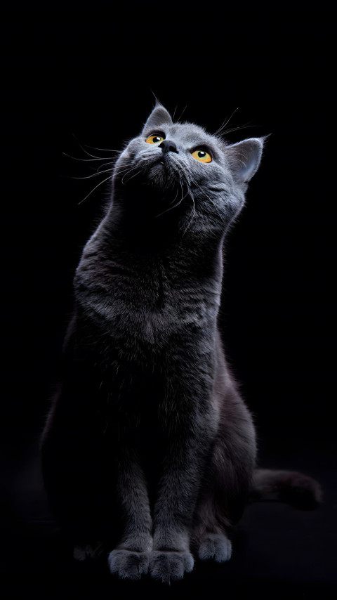 Fluffy Cat with a Mysterious Look