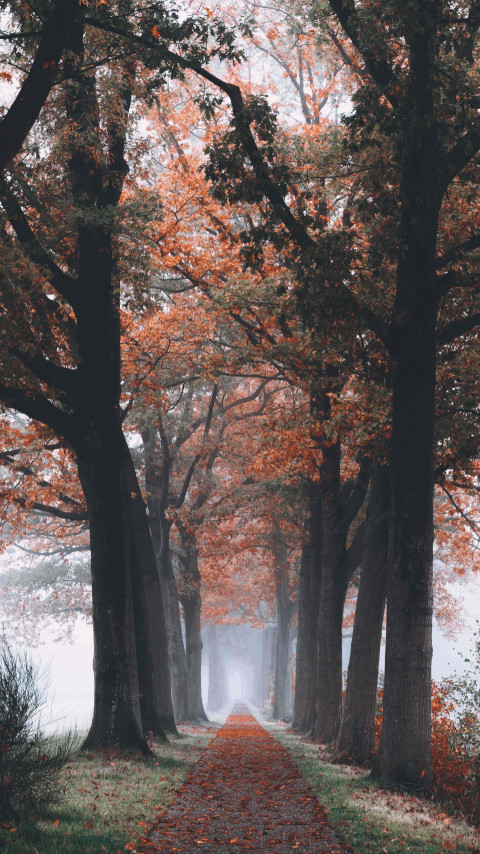 Cozy Fall Mobile Wallpaper Free Download