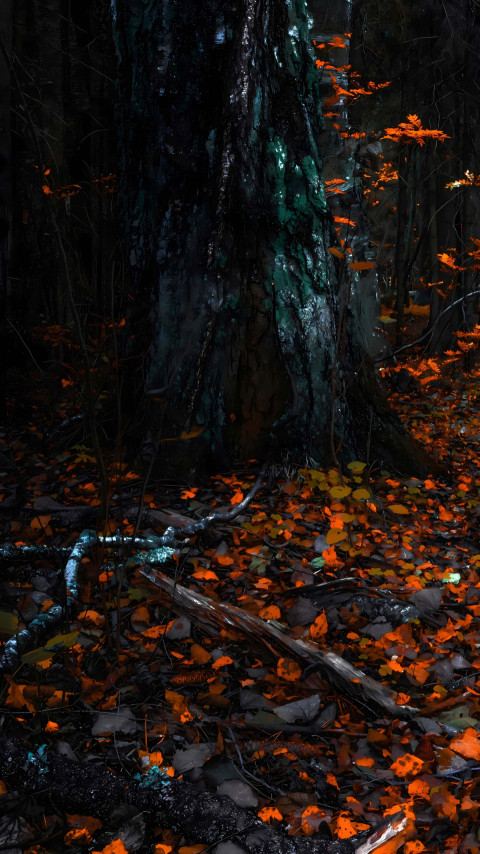 Serene Jungle Stream Flowing Through Tree