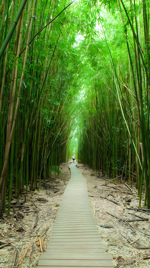 Soft Light on Bamboo Mobile Image 4K