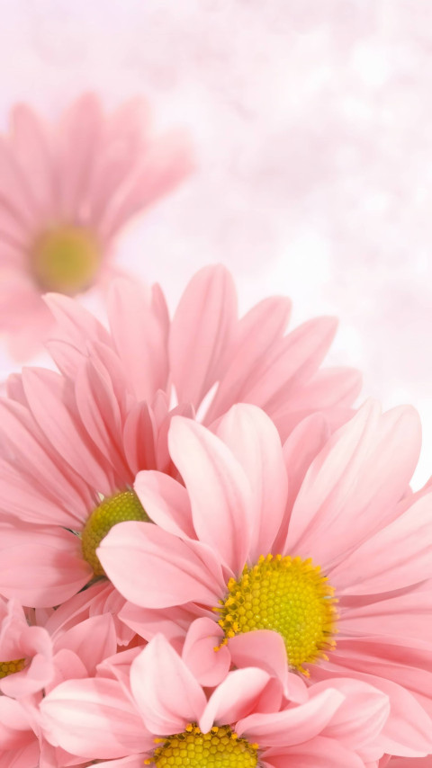 Gorgeous Flower Background for Mobile Screen
