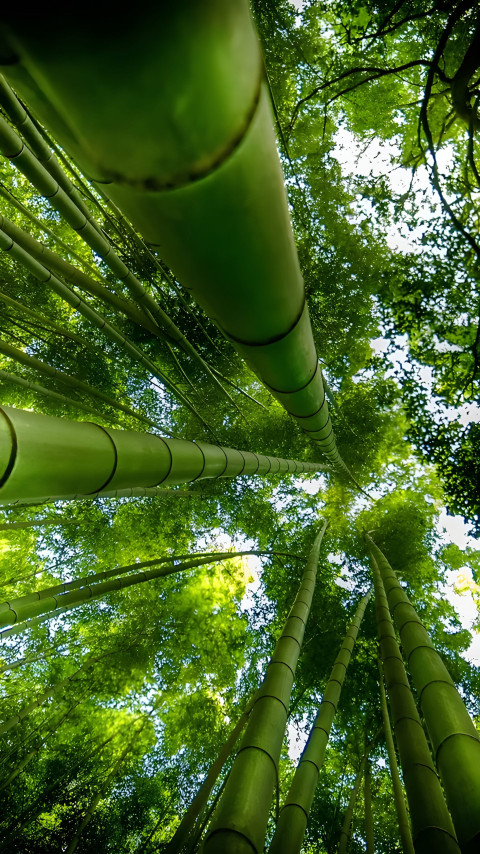 Lush Green Bamboo Phone Wallpaper