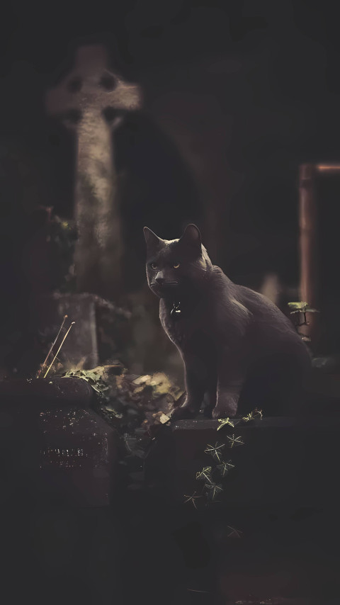 Spooky Background Cat Wallpaper