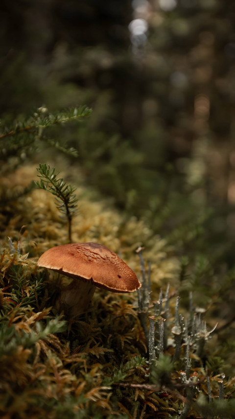 Beautiful Mushroom Background for Mobile Device