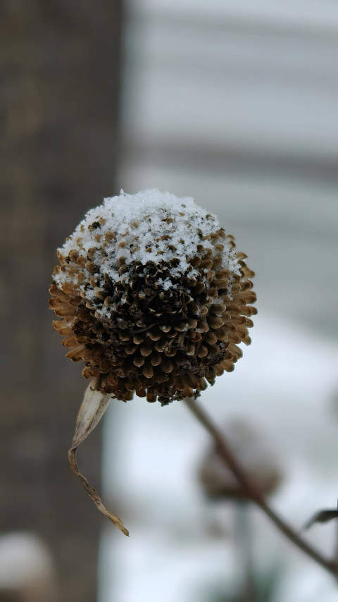 Crystal Snowflake Charm Photo