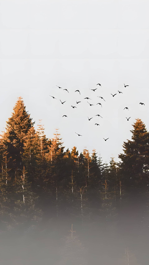 November Forest Trees Birds Flying Wallpaper