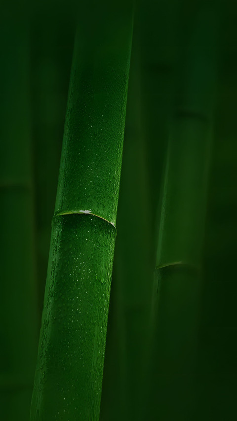 Green Bamboo Mobile Wallpaper
