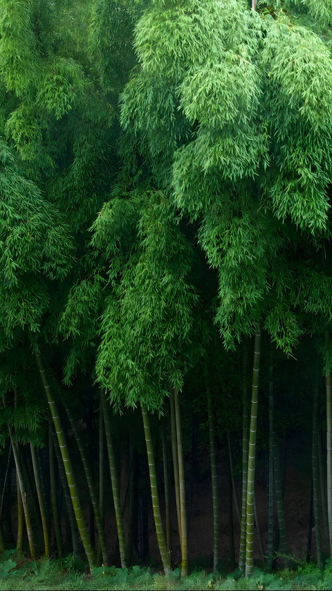 Lush Green Bamboo Phone Wallpaper 4K