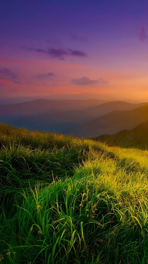 Soft Morning Dew on Grass Mobile Image