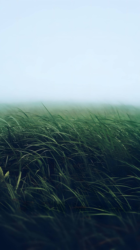 Close Up Grass Texture 4K Mobile Background