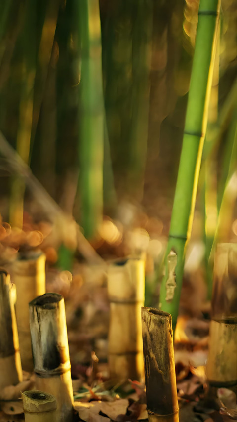 Misty Bamboo Forest Phone Background