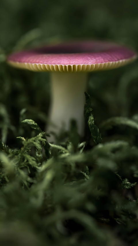 Mushroom Mobile Picture for Your Phone Personal Touch