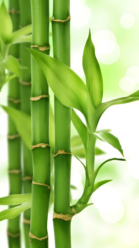 Soft Light on Bamboo Mobile Image