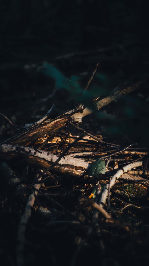 Vibrant Jungle 4K Image For Your Mobile