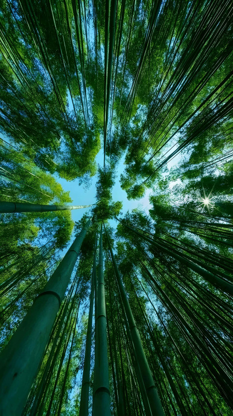 Bamboo Forest Phone Background