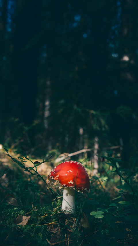 Colorful Mushroom Mobile Phone Picture to Enjoy