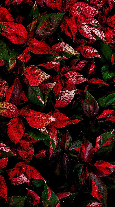 Autumn Harvest Mobile Wallpaper