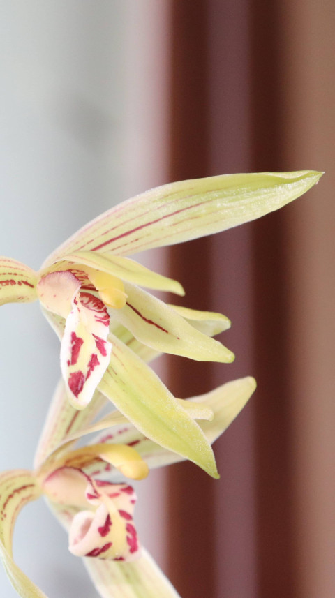 Colorful Floral Botanical Garden Photo 4K