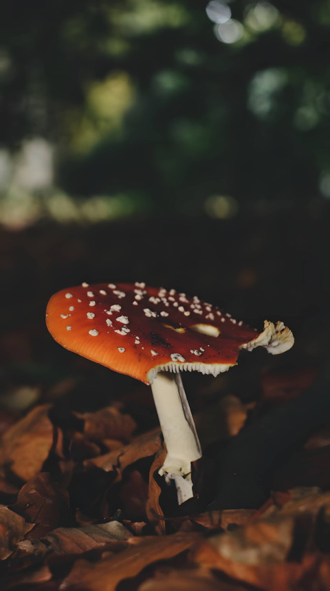 Adorable Mushroom Phone Wallpaper for Every Screen