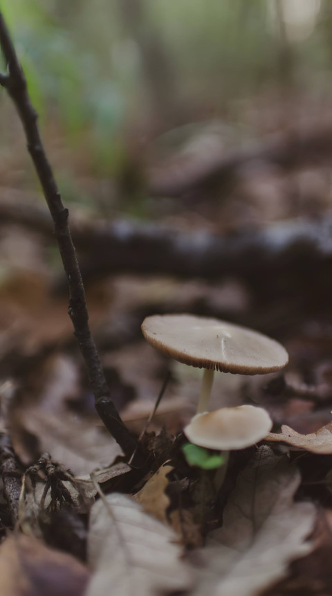 Fresh Mushroom Smartphone Background for Your Screen