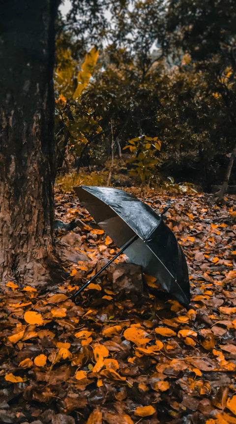 Colorful Fall Forest Phone Aesthetic