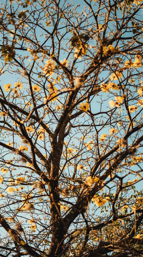 Fall Vibes Wallpaper for Smartphone