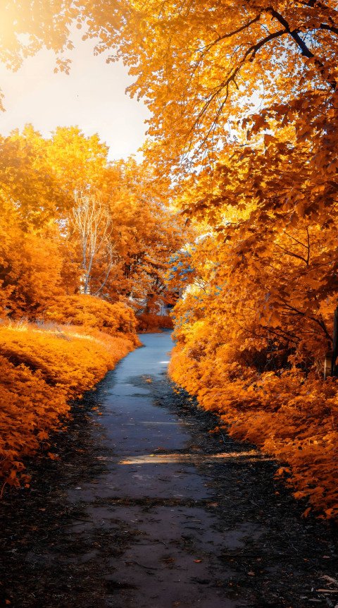 Fall Bonfire Vibes for Mobile Screen