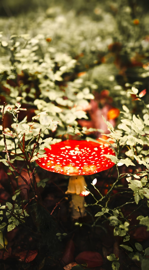 Unique Mushroom Wallpaper for Phone Fun & Stylish HD