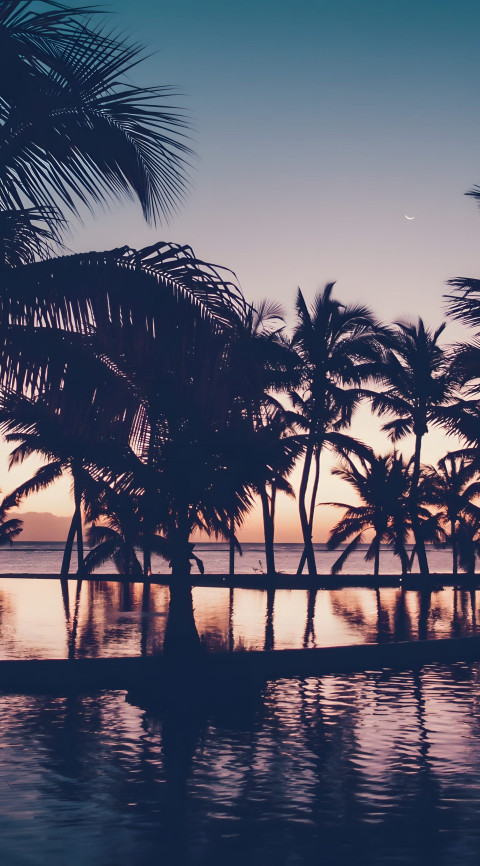 Relaxing Palm Tree Mobile Wallpaper