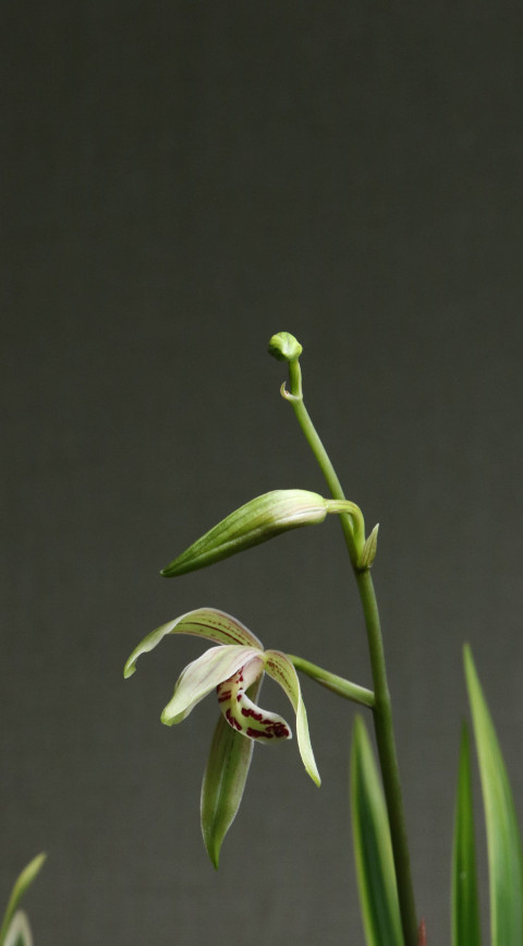 Relaxing Pathway Botanical Garden Mobile Image