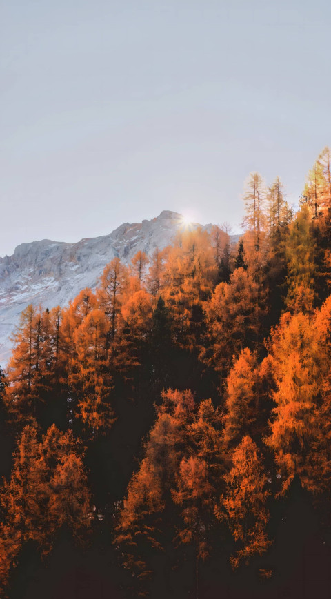 Golden Autumn Trees Phone Image